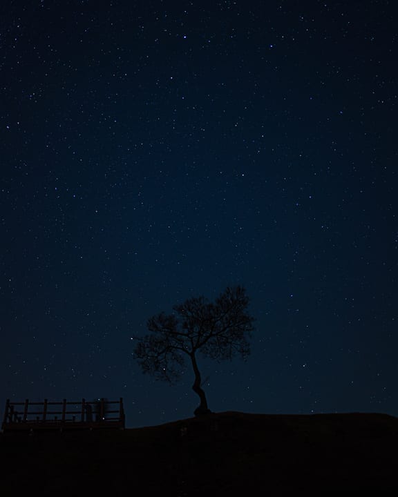 The silhouette of a lone tree beneath a star-filled sky