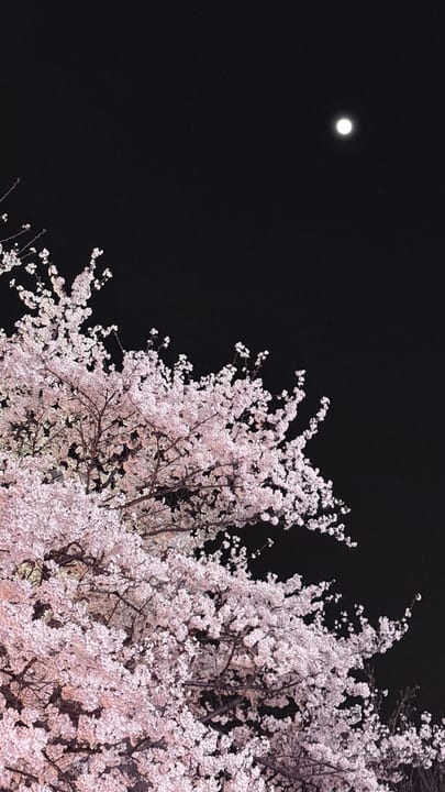 Illuminated cherry blossoms beneath the moon in a dark sky