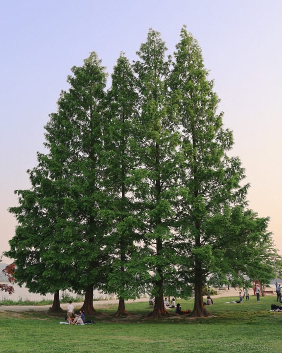 People relaxing on the grass beneath tall trees